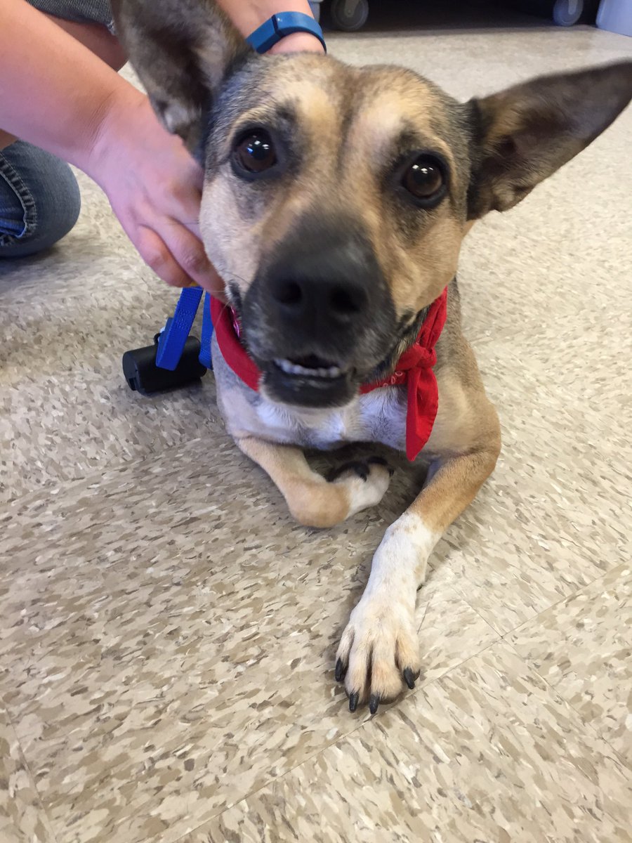 HumaneSocietyWT's tweet photo. This is Tina! She loves being scratched and lots of cuddles. She has a sweet temperament. https://t.co/5l7zk02Abz
