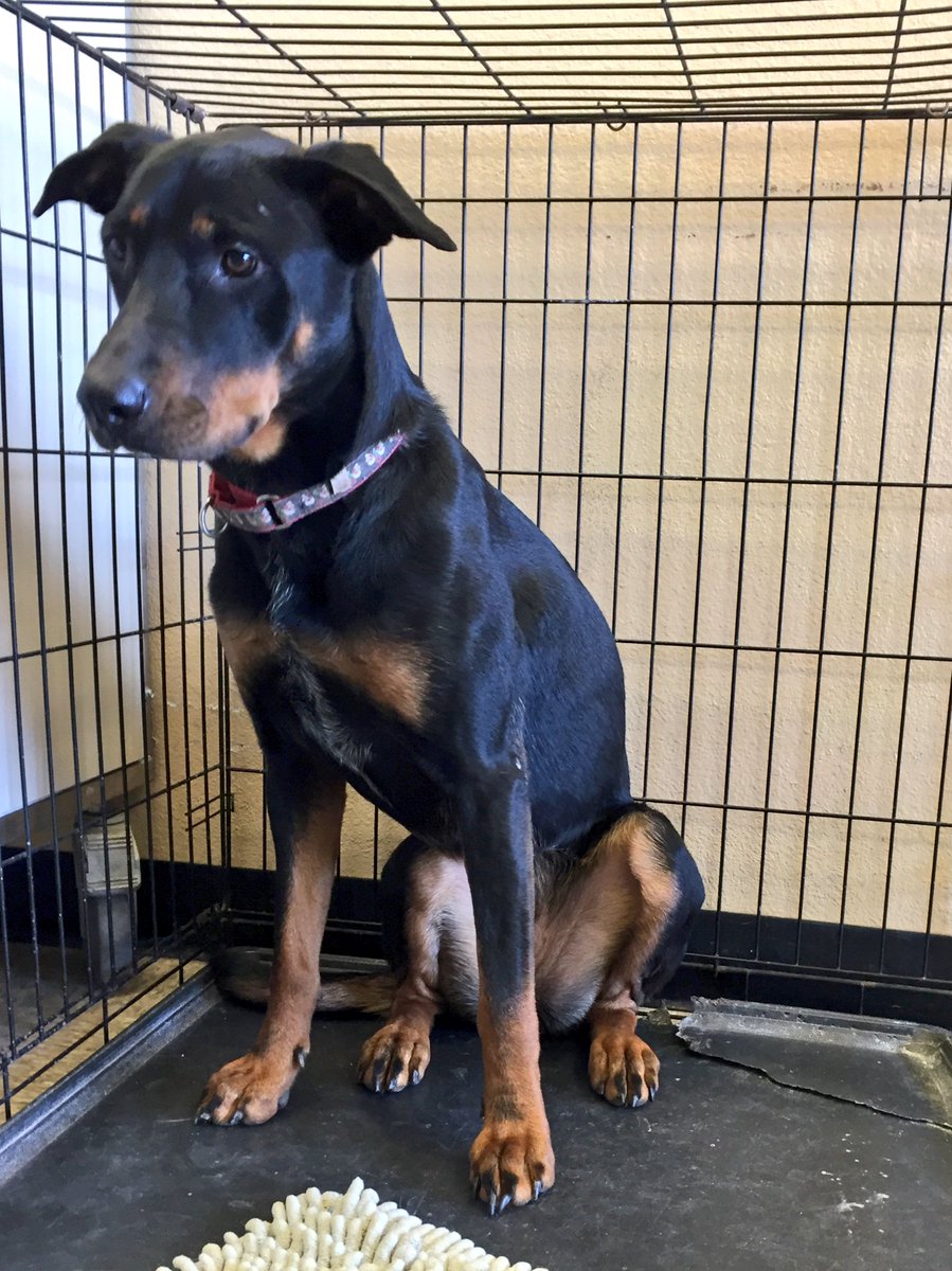 HumaneSocietyWT's tweet photo. Meet Sadie! She loves to play outdoors. She sleeps really well at night and also loves to give kisses! https://t.co/DDaXGME8D9