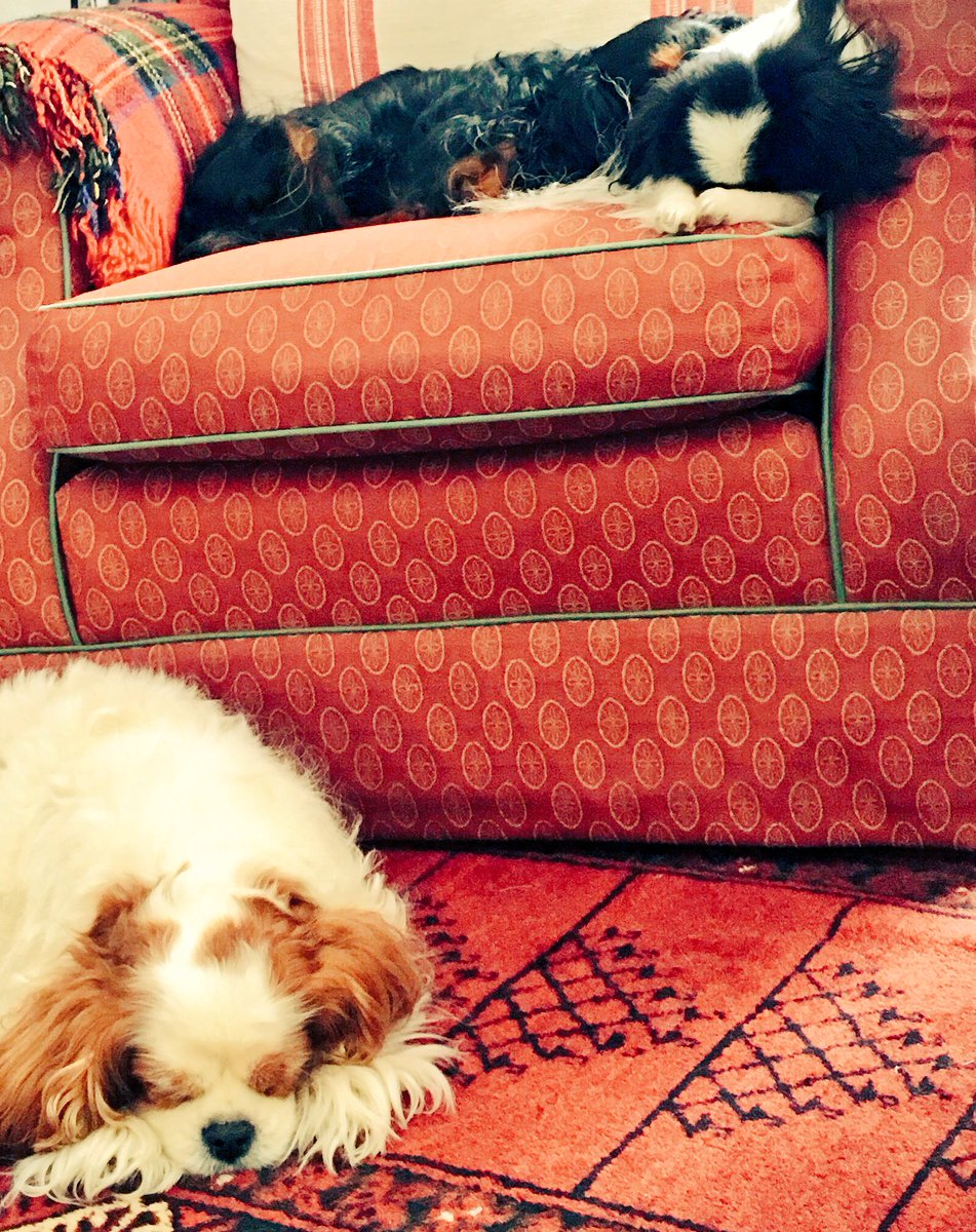 Eshkol_'s tweet photo. 3 dogs doing what they do best #sleeping @DogsTrust @HerveyBrookes https://t.co/IYawPR7HNu