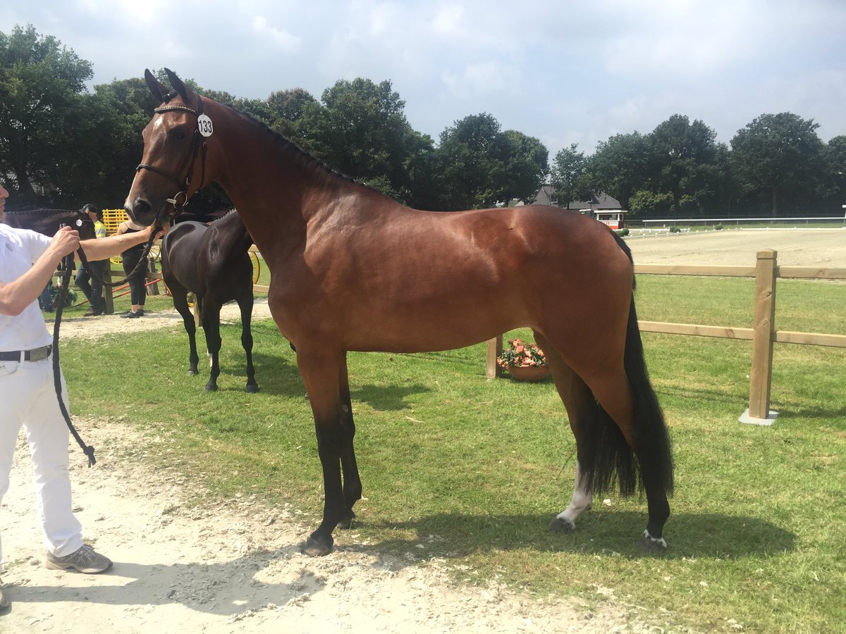 Anton van Limpt tweet media