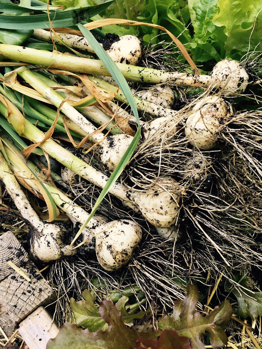 paulbanas's tweet photo. Harvested the garlic from the garden today. Now we are #vampireproof https://t.co/Yx87I6e9gB