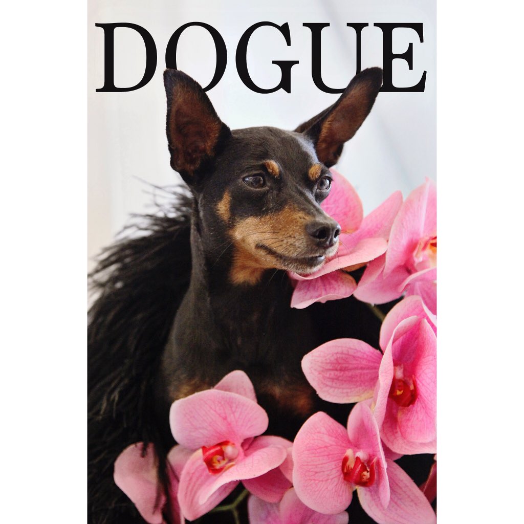 MatthewJAPayne's tweet photo. Photo, @JulienMacdonald X #DOGUE ft. #JakeMacdonald photographed by @MatthewJAPayne https://t.co/CQpqmPDaDp