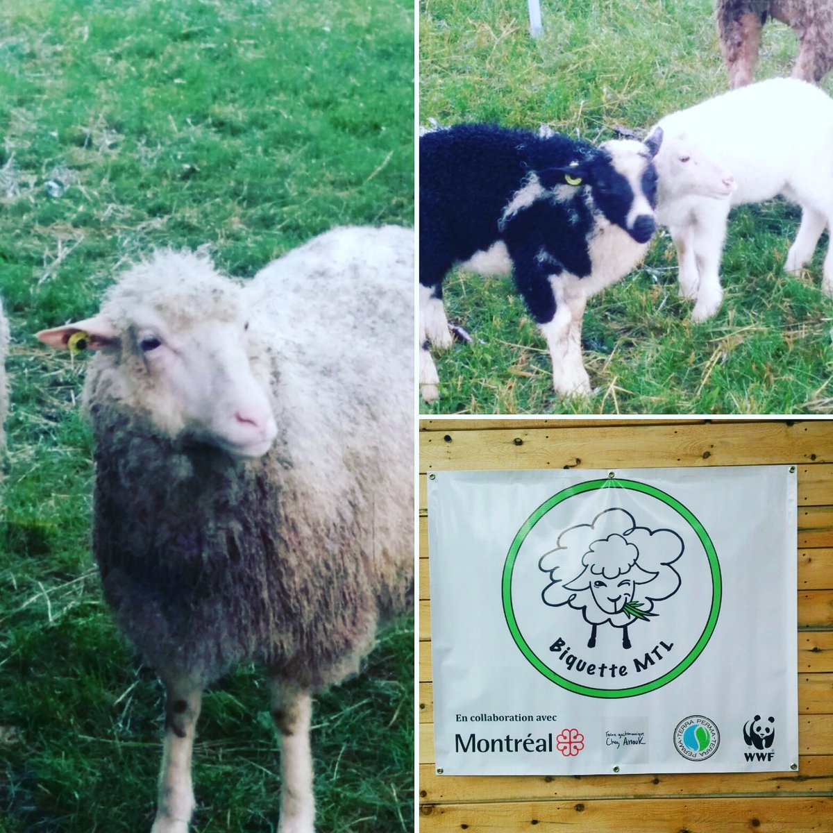 AndrewFarmEd's tweet image. City slickin' sheep in Rosemont #Montréal #urbanagriculture