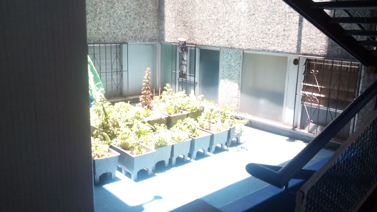 alexruiz27's tweet image. Ecomacetas en Tlatelolco.Gracias. Van adaptándose a su nuevo lugar @E_CuauhtemocMX @RicardoMonrealA @UNIDOSPORTLATE