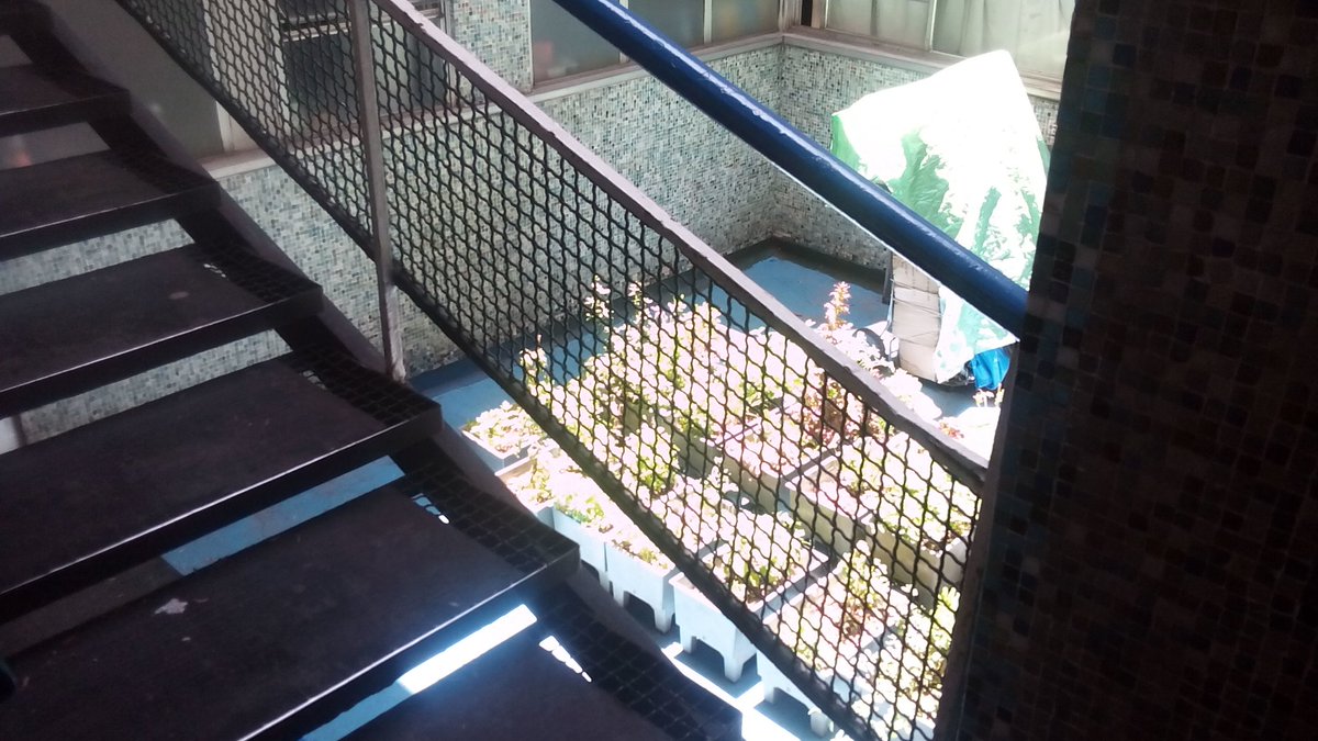 alexruiz27's tweet image. Ecomacetas en Tlatelolco.Gracias. Van adaptándose a su nuevo lugar @E_CuauhtemocMX @RicardoMonrealA @UNIDOSPORTLATE