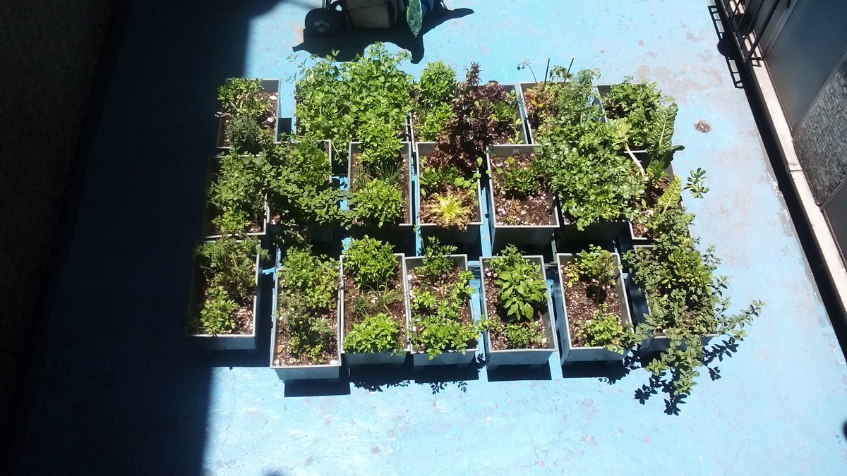 alexruiz27's tweet image. Ecomacetas en Tlatelolco.Gracias. Van adaptándose a su nuevo lugar @E_CuauhtemocMX @RicardoMonrealA @UNIDOSPORTLATE