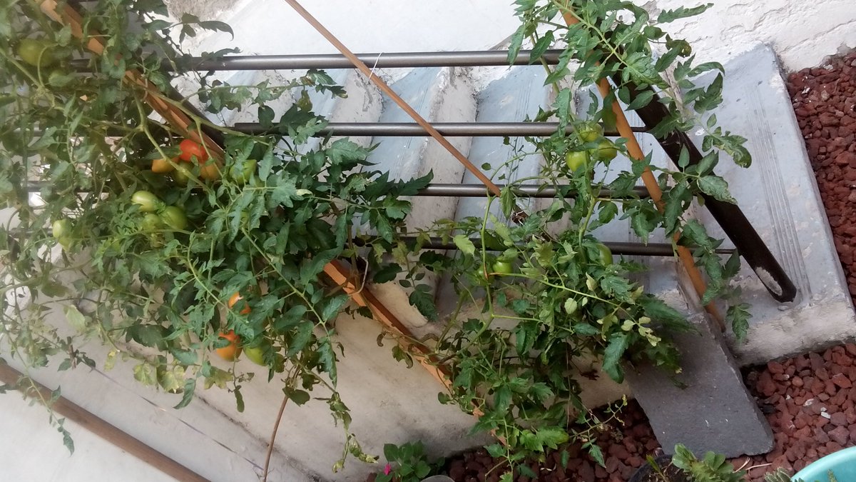 alexruiz27's tweet image. En la Delegación Miguel Hidalgo. Les presumo su huerto de mi tía. Mas huertos en las demás delegaciones. @banamex