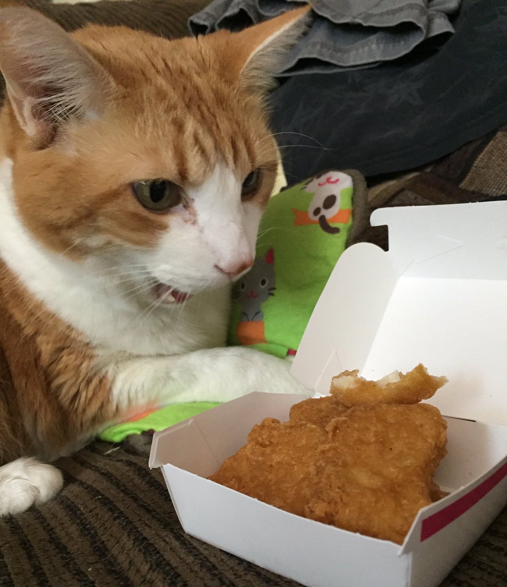 Butters On Twitter Oh My Cat Chicken Nuggets Imlovinit Caturday