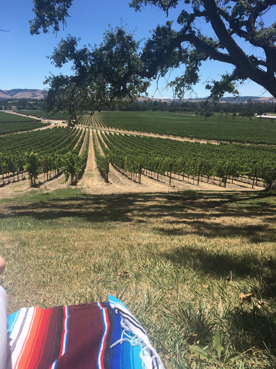 caits55's tweet photo. Perfect day @scribewinery https://t.co/JEwbEq1yLa
