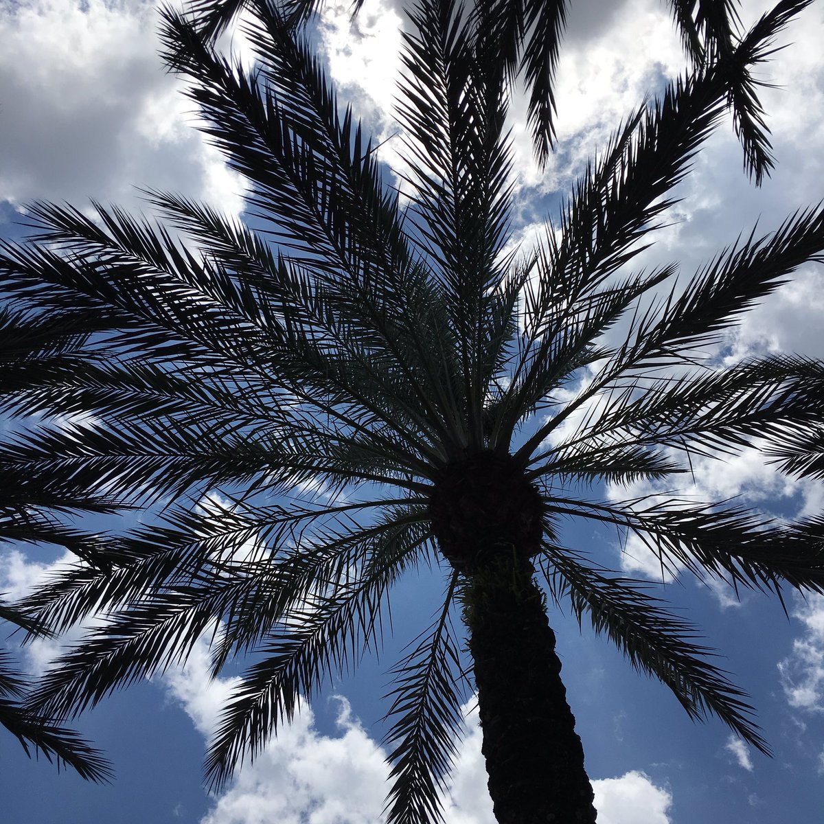 DBankstahl's tweet photo. My current view 🌴☀️🌴 https://t.co/yvlEQrFCdl