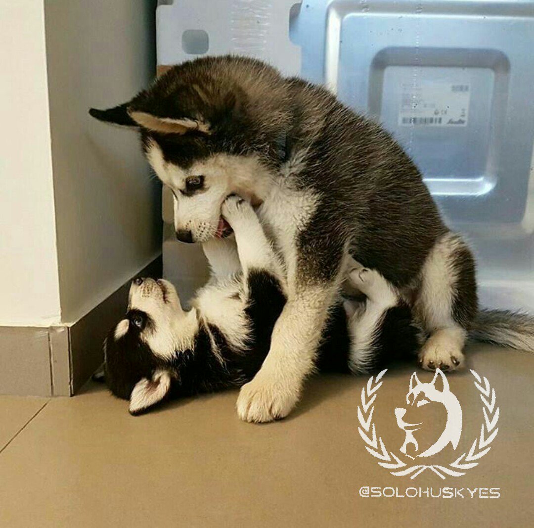 melasuda33's tweet photo. Beautiful couple of puppies 😍🐕💟🐕 https://t.co/UAUciyvKR0