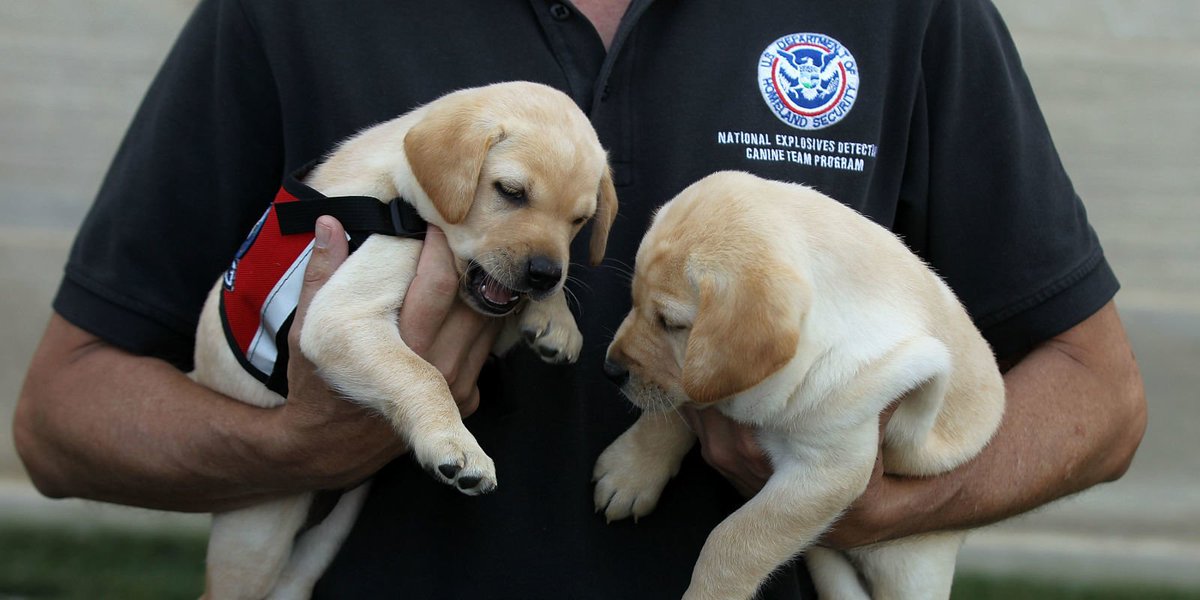tomhlava's tweet photo. These #puppies would make a great addition to any family's home! #TSAdogs #Adoption #Home https://t.co/p4PQqjP4wL https://t.co/MwwWYkF7AX