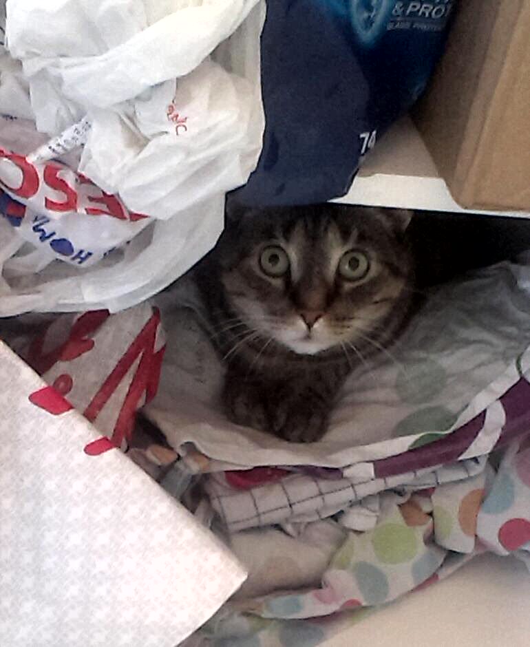 CalvinRescueCat's tweet photo. #calvinsthoughts You found me? #caturday #caturdayhideout #catsoftwitter #cutecat #sillycat #Lucky https://t.co/3CkT5uhOTR