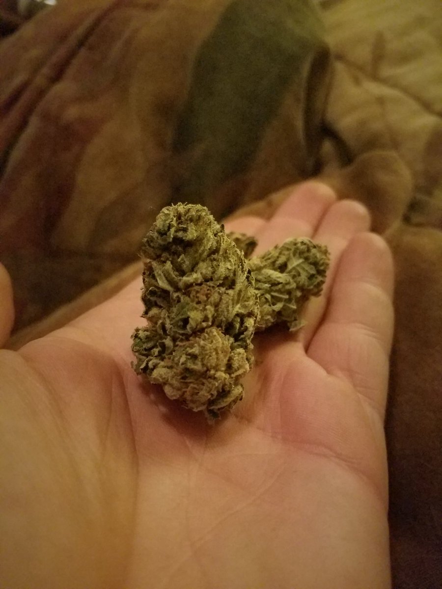 Dread_LPM's tweet photo. #White Widow #RudeBoiOG  #MedicalCannabis #Marijuana https://t.co/9bNw5YdOLq