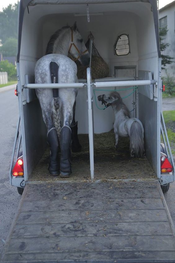 nafuk's tweet photo. Best friends come in all shapes and sizes… Tag your best friend in this tweet :)  (Image via Pinterest) https://t.co/vrcGOxeiWL
