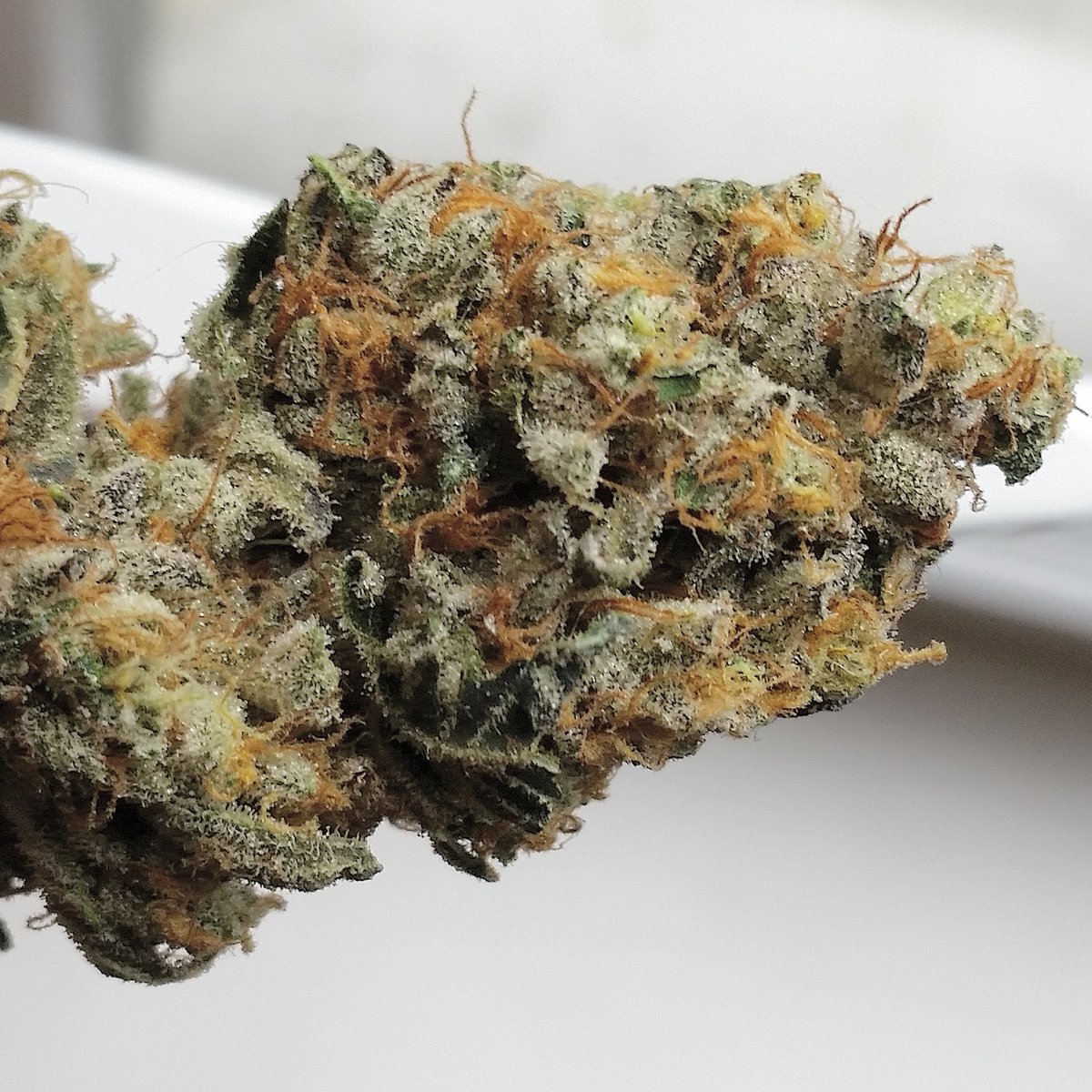 westmidzhigrade's tweet photo. #inhousegenetics #inhouse #lemoncrippler #lemon #crippler #animalcookies #animal #cookies X #OGghostpie #OG #ghost https://t.co/t7ihO614Uh
