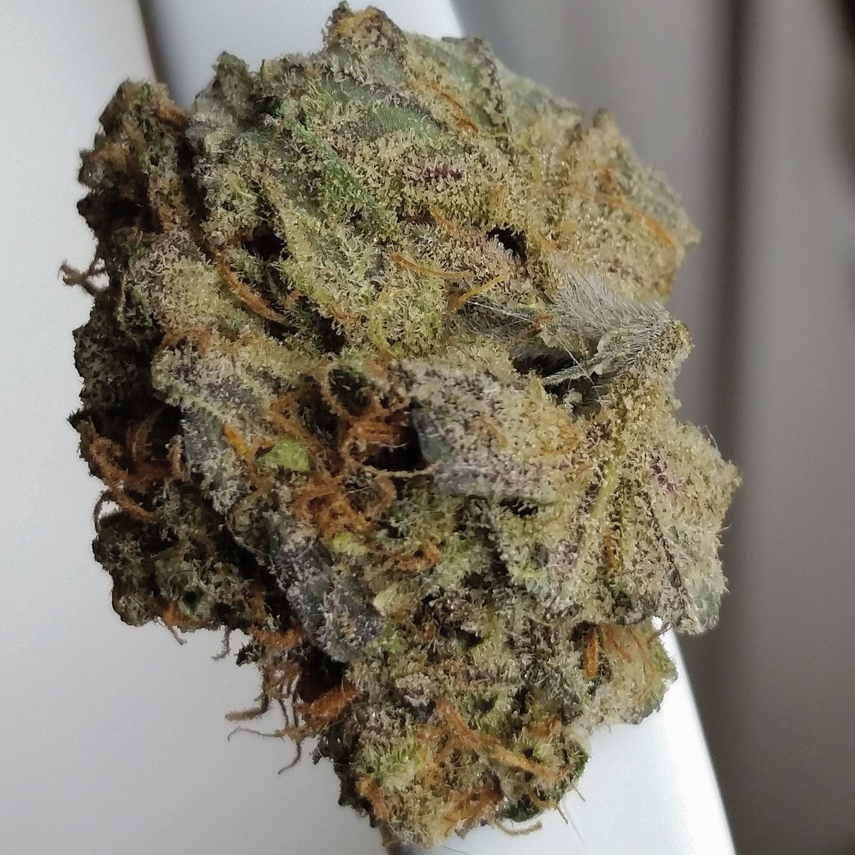 westmidzhigrade's tweet photo. #Buckab #moab X #buckeye #buckeyepurple #2016exclusive #2016 #exclusive #teamuk #uk #herb #stoner #smokeweedeveryday https://t.co/4SawdMm6LU