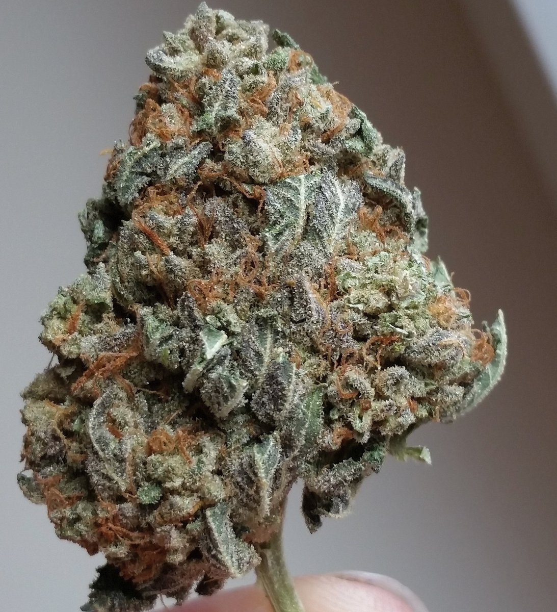 westmidzhigrade's tweet photo. #stardawg #mannystardawg #weed #420 #cannabis #cures #uk #amsterdam #cali #usa #legalize #herb #medicine #ganja https://t.co/N34TWPuEM0
