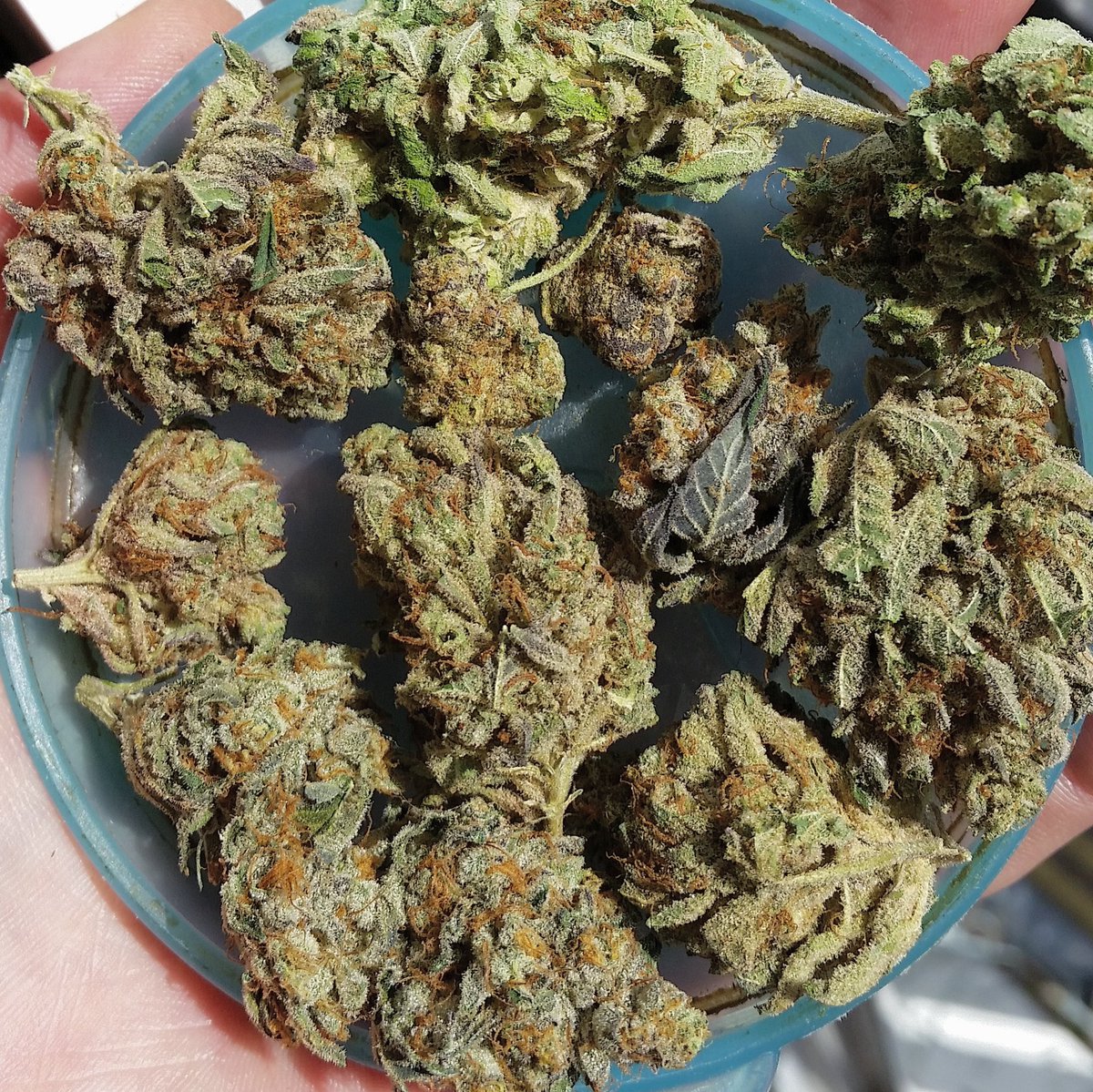 westmidzhigrade's tweet photo. #flavours #jaffacake #cookies #crippler #lemon #cheese #ukcheese #haze #stardawg #england #amsterdam #california https://t.co/XSmXcmiZH3