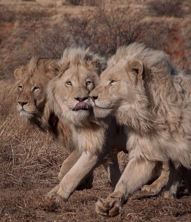 GualuCL's tweet photo. 🐾#VIPsFriends🐾@La7li @egyankee @leostaygold @Robertperrette @ELITE_LEGENDZ_ @Stallion_Team @Mgwv1oo @DebsNYGiants69 https://t.co/eKfv48tyex