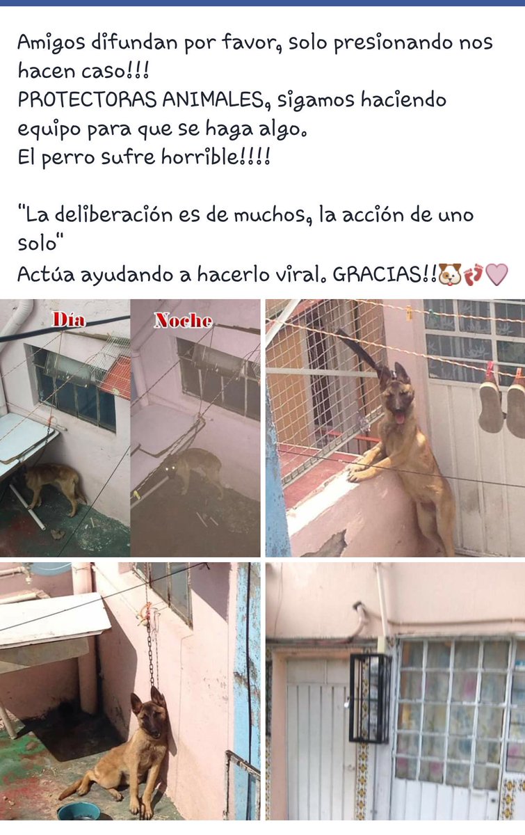 FondoBella's tweet photo. EL DUEÑO LO GOLPEA POR FAVOR RT HAGAMOS PRESIÓN "@Vivalyk: Ayuda para este pequeño! https://t.co/u9ErEpShYN"