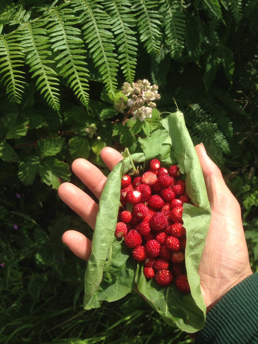 getnativelakes's tweet photo. Look out for wild strawberries ๐ #lakedistrict #Cumbria #getnative #wild #foraging #outdoors #homemade #Keswick https://t.co/uTRnhZ2fEl