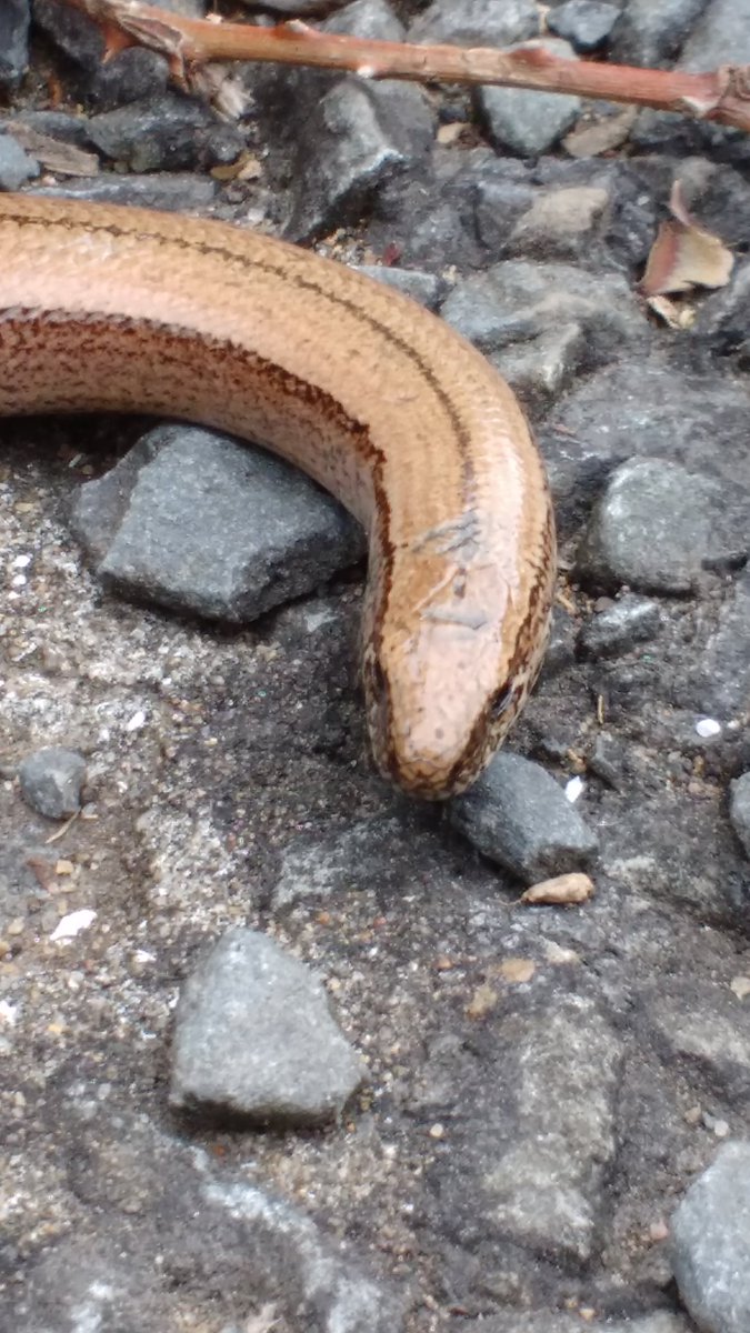 ndevonwildwatch's tweet photo. Another exciting find for today First #slowworm of the year @DevonWildlife @Lizardsuk @NorthDevonB10 @wildlifewatch https://t.co/DjM9fYsujR