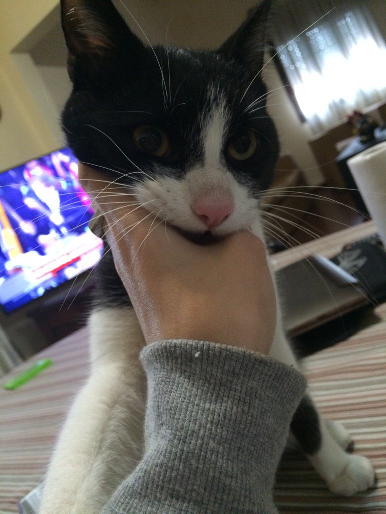 Cuando tu gato te odia