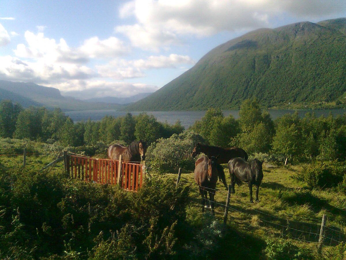 msoervik's tweet photo. Banker Go's koser seg på beite med rolig trening😍 #sommer #photo #valdres #beite #idyll #kos #2016
#horse https://t.co/iz0JctiPxr