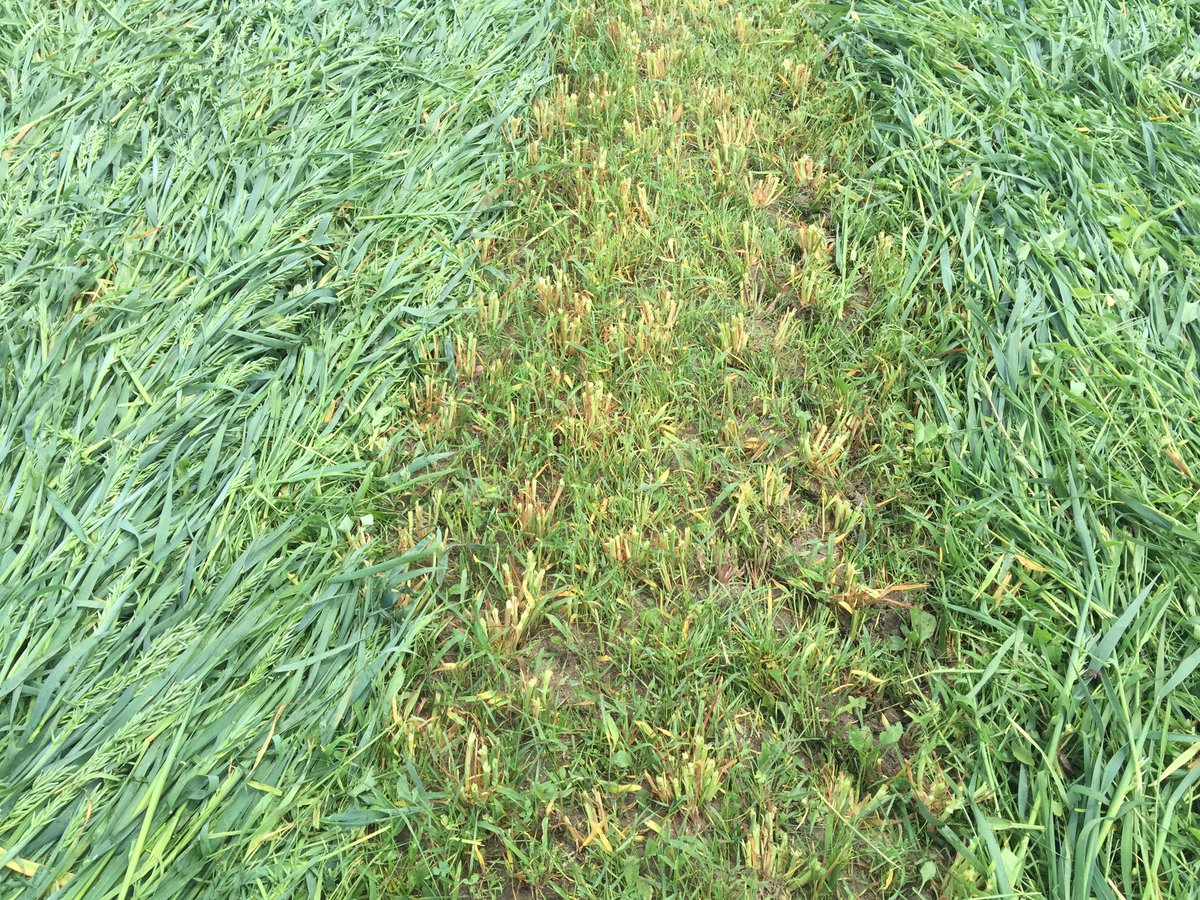 CageJosh's tweet photo. Forage oats and Barenbrug E34 Fescue &amp; Freedom Red Clover! Planted April 24th. Beef pasture! Bales will be wrapped! https://t.co/uWviayjWtW