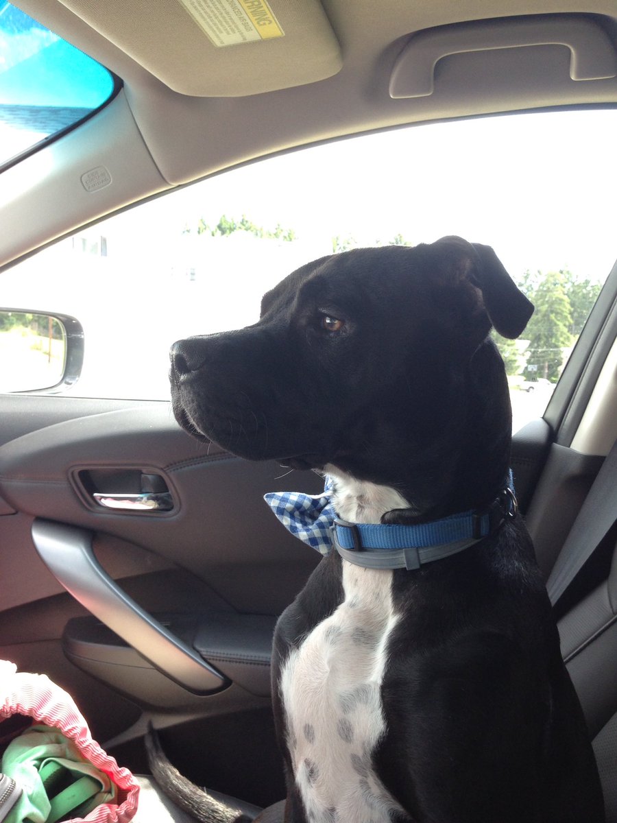 _nicole_lilia's tweet photo. My distinguished co-pilot for the drive to the Binghamton engagement party #LetsGetMitched https://t.co/KuS2S5QYqa