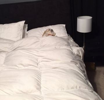 Pleinsdebetises's tweet photo. - tu fais quoi ce weekend ?
moi: https://t.co/mPrbG7WQkd