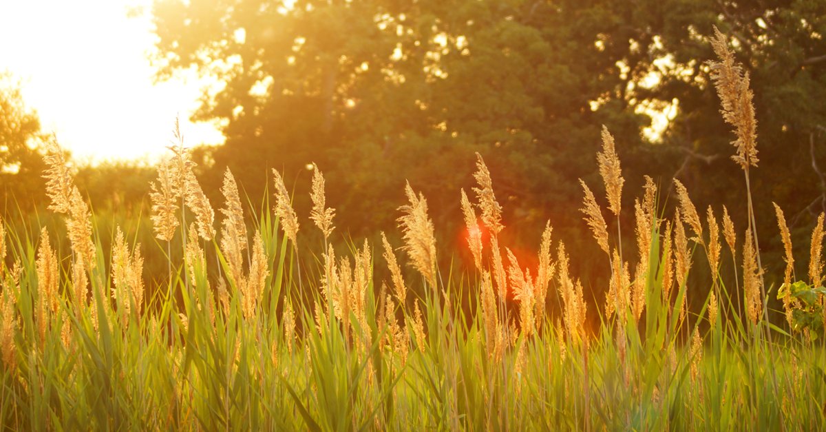 ow.ly/oE2W3025CVL<< "Summer Refreshment" {#BuildingFaithFamilies Newsletter}