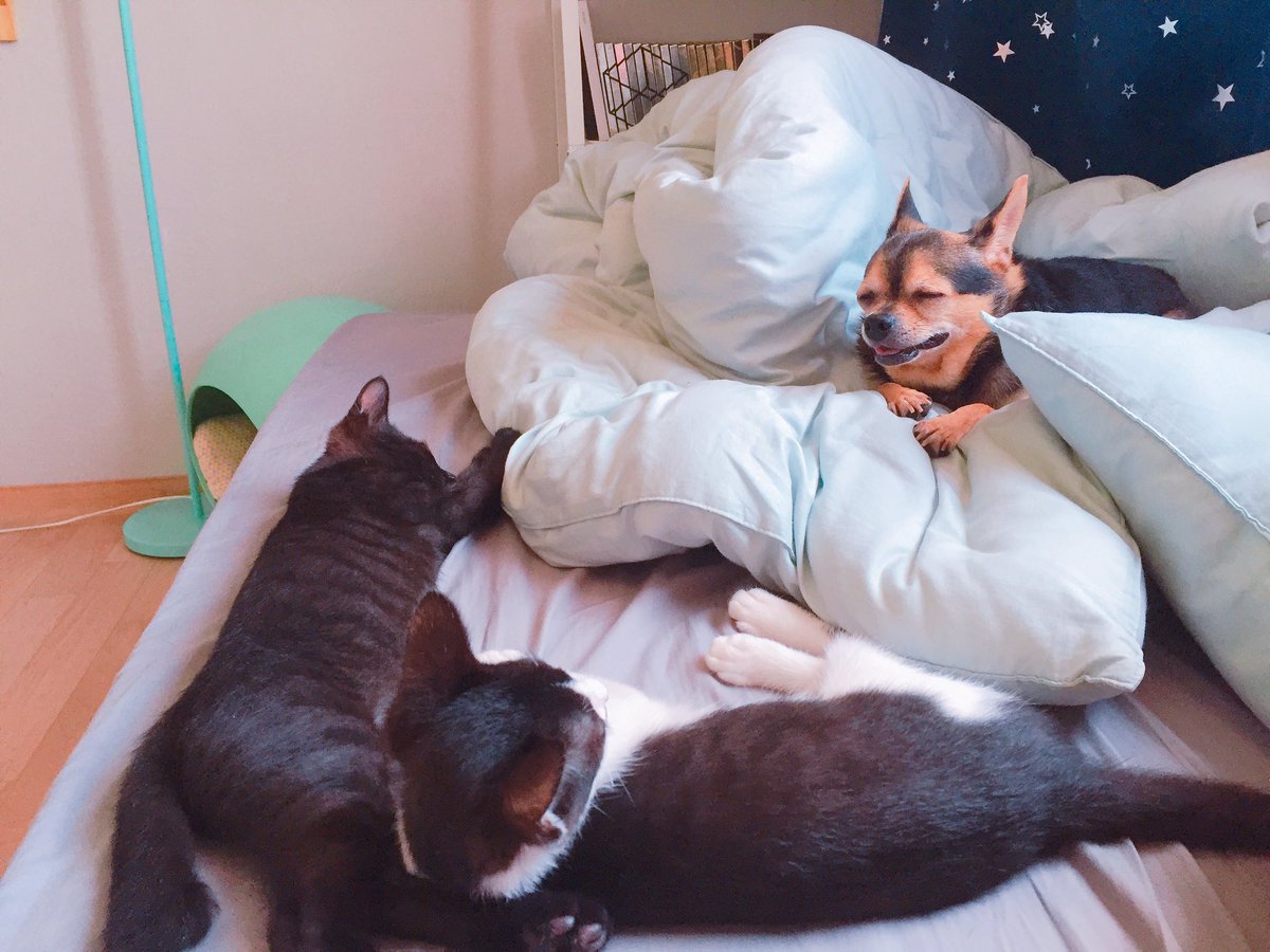 sing_ming99's tweet photo. ~평화~ https://t.co/gvFVxfAcbr