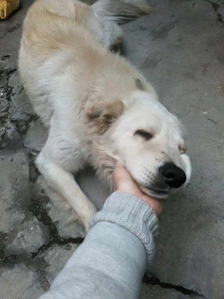 ADOPCIÓN Nos llegó esta noticia ya q quien lo rescató no lo puede tener por mucho tiempo! facebook.com/permalink.php?…