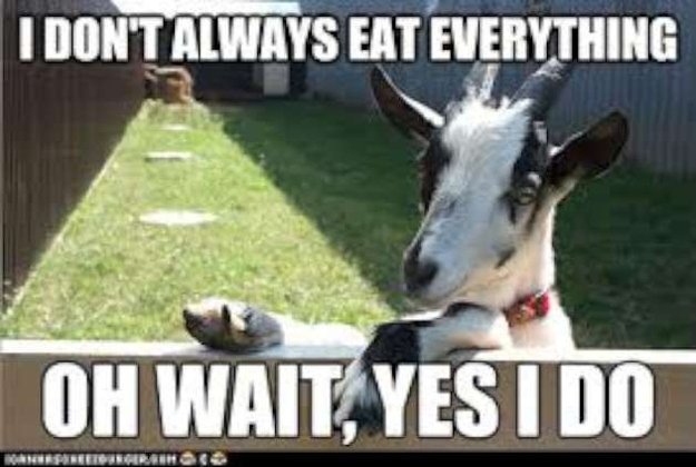 GroovyGoatFarm's tweet image. YES, YES THEY DO!!
#goatseateverything