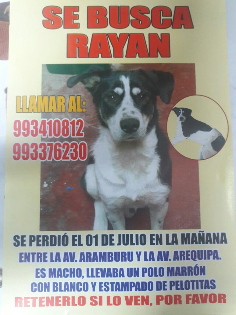 YiddaDibujos's tweet photo. Se busca!!! ☹️🙏🏻 cualquier información comunicarse de inmediato 🙏🏻🙏🏻 https://t.co/h03RQiDnpP