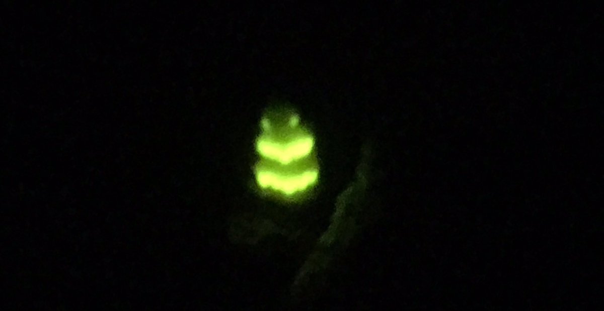 ChantryFarm's tweet photo. Here's a gloworm shining her lumino stuff whilst sitting next to our solar panels. Is she's trying to make a point? https://t.co/hf8qJ3VFmb
