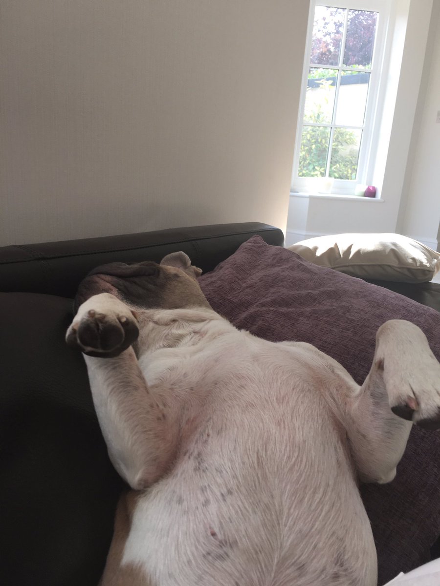 RocodogSpicer's tweet photo. What a day! ☀️⚽️🍗🐾 #weekend #dogs #dogsoftwitter #FrenchBulldog #frenchie #essex #tired #cute #frenchielove #rocodog https://t.co/kX52GgFPyJ