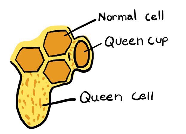 RauhmelFoxCEO's tweet image. #devnethackathon #bee @CiscoDevNet @BeMyApp What do bees buzzing a busy @flowhive do with their honey? They cell it!