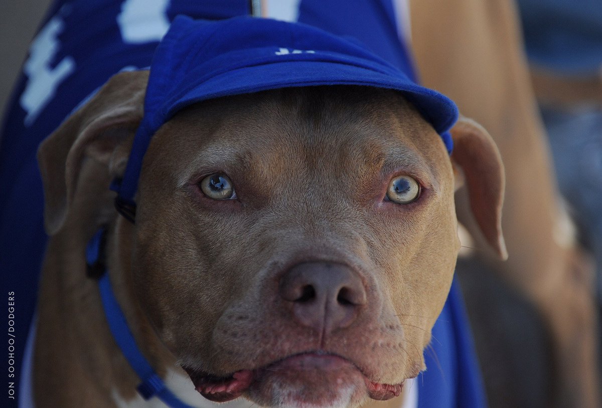 Pitbull Hoos For Dogs Goldenacresdogs Pitbull Hoos For Dogs