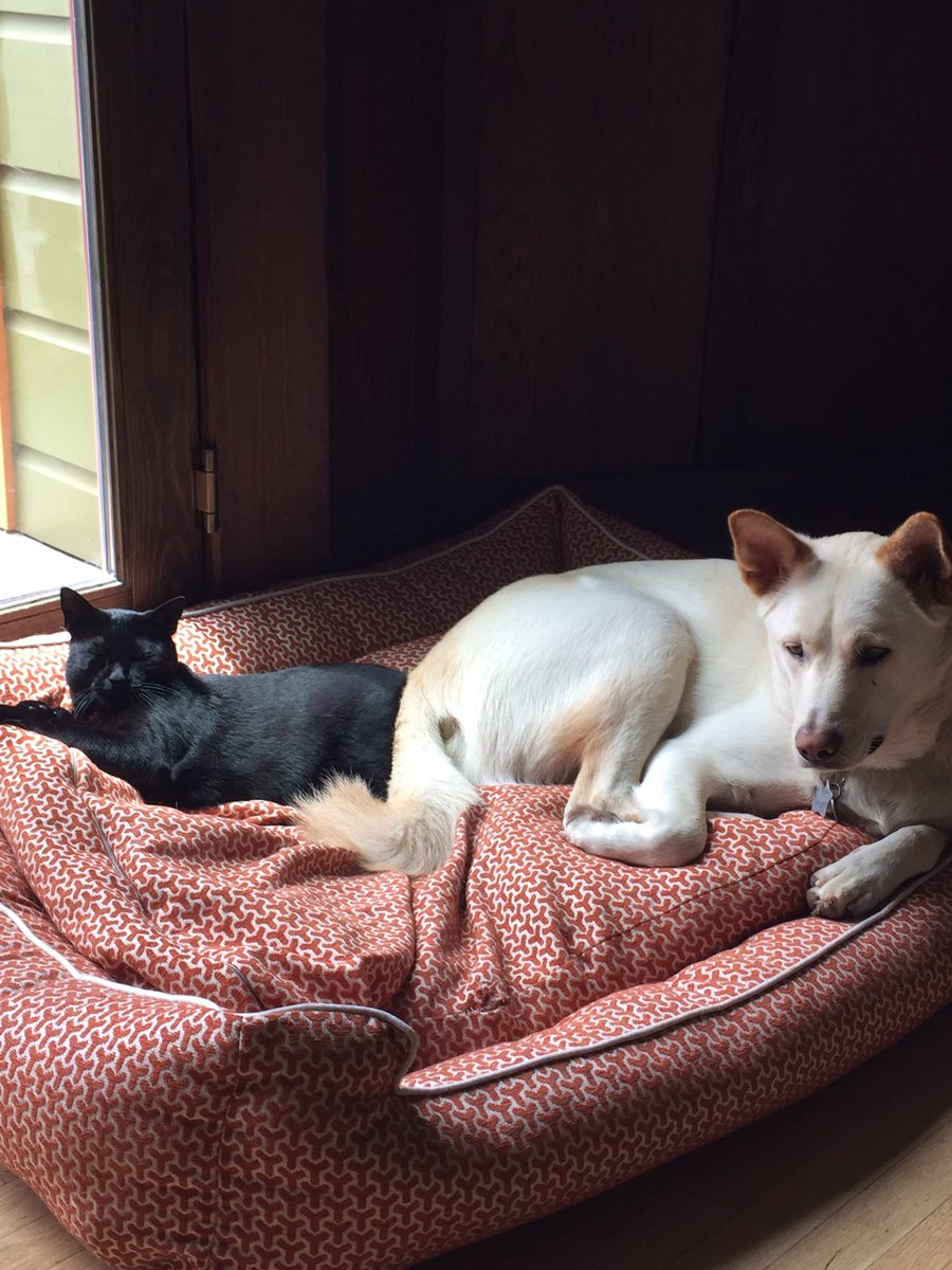 gogithedog's tweet image. squad