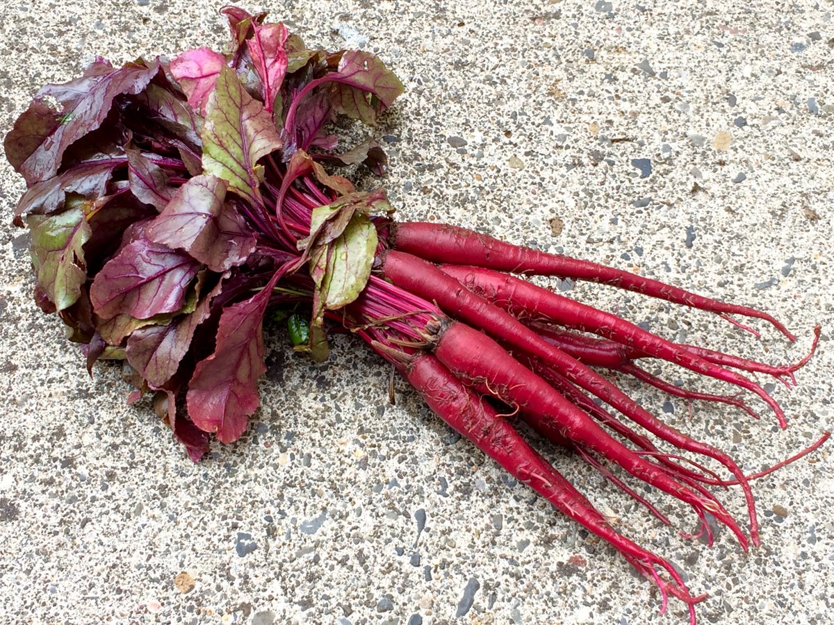 Gorgeous Scottish heirloom McGregor's Favorite Beet from <a href="/QuackenbushFarm/">Quackenbush Farm</a>
<a href="/ClarkGrown/">Clark County Grown</a> #LocalFlavorChallenge #VanWa