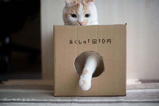 scomv's tweet photo. 猫ちゃんの画像にいやされたらRTしてね(=´∇｀=) https://t.co/9Ikp8vvHWt