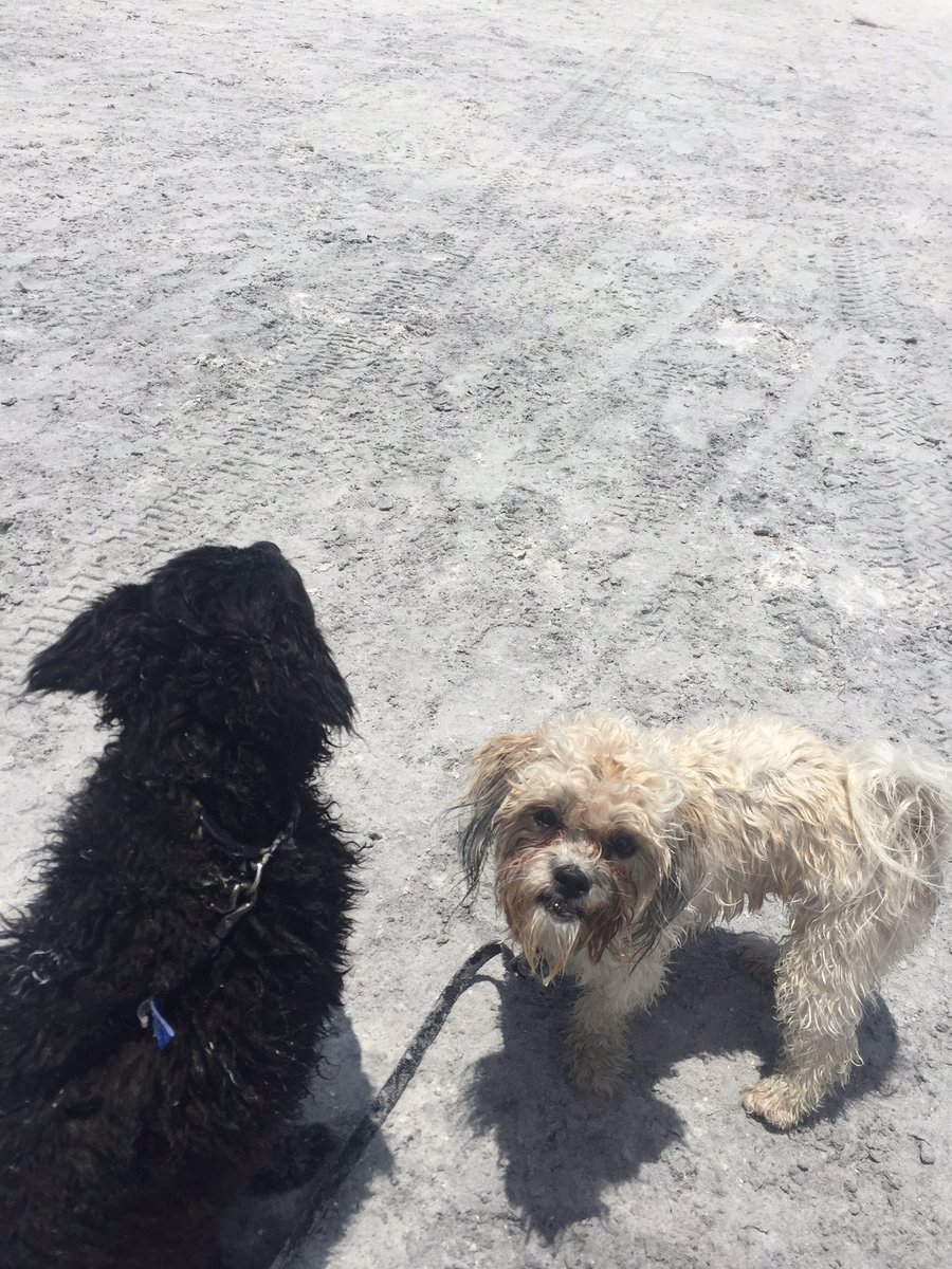 FitzreidNole's tweet image. #beachday #honeymoonislanddogbeach #watermelonfloat #dogdaysofsummer 🐶🐶