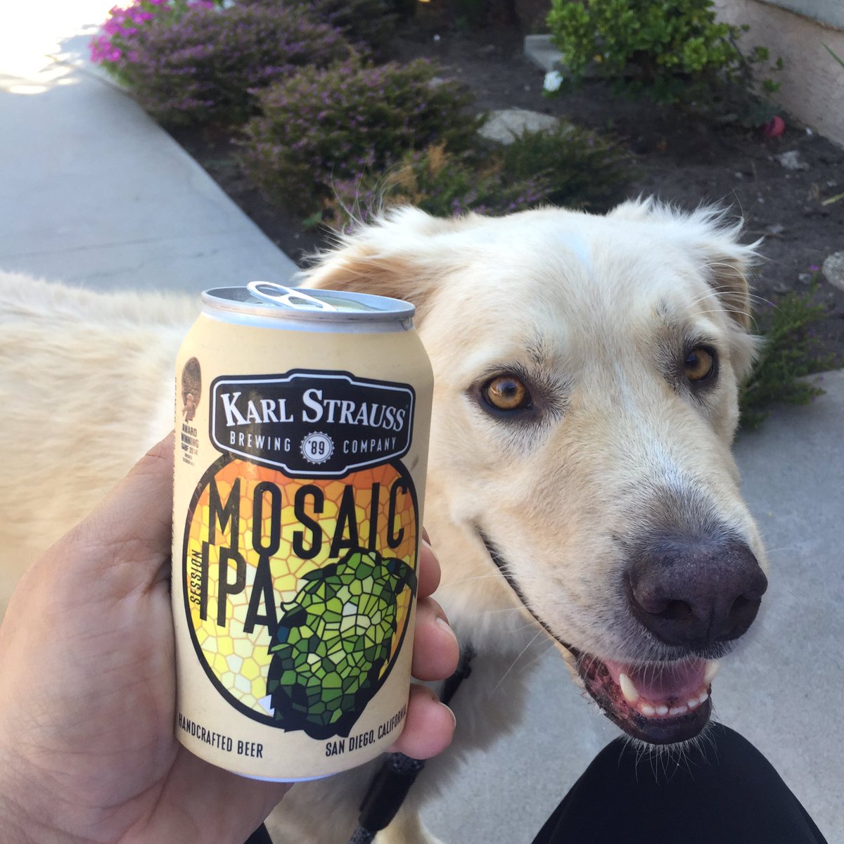 GangstaofCraft's tweet photo. Enjoying @KarlStraussBeer #cannedbeer #mosaic #gangstaofcraft #sandiegotola https://t.co/V3EOsszJyA