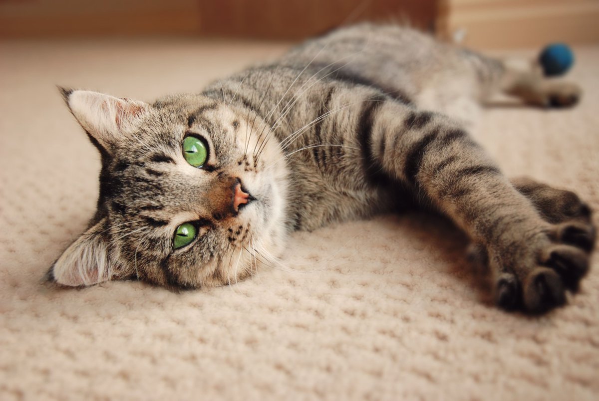 WhiskasID's tweet photo. Meong Lovers, biasanya Si Meong memiliki 12 helai kumis di setiap sisi kanan dan kirinya. Kamu pernah menghitungnya? https://t.co/LH6EVyMFXC