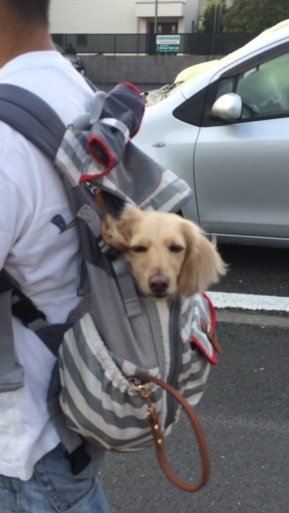 Dogs_Everyday's tweet photo. ご主人様の背中が落ち着きます

#一日一犬

https://t.co/B6TOlxNiWd
