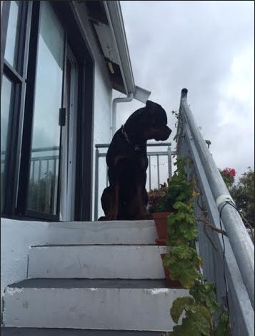 <a href="/PetFriendlyCT/">PetFriendlyCapeTown</a> Boris visit for w/e   rosecottagect.com rosecottagect@gmail.com #accommodation #petfriendly #CT