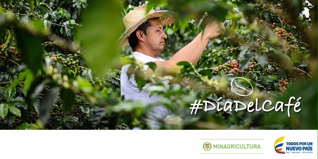 MinAgricultura's tweet photo. #DíaNacionalDelCafé productividad del sector cafetero ha crecido entre 2010 y 2015 en un 50% https://t.co/iERGBr7rY1